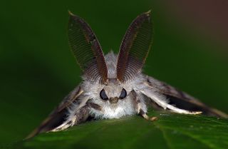 Непарный шелкопряд бабочка