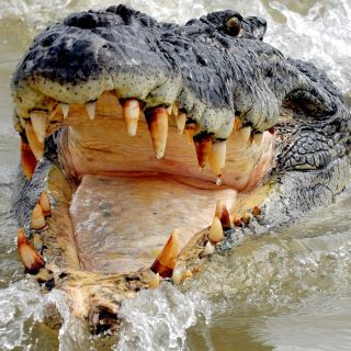 Охота на крокодила и гиппопотама