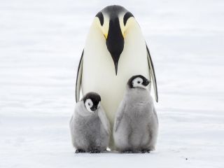 Беременный пингвин