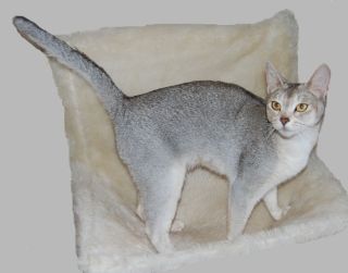 Абиссинская кошка серая