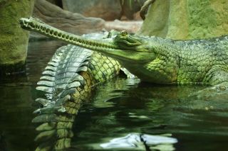 Крокодилы в россии