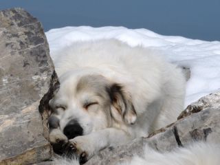 Пиренейская горная собака