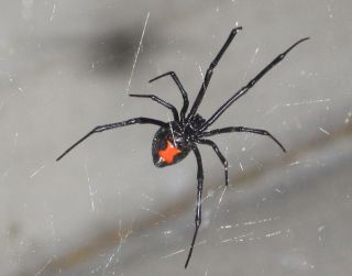 Ядовитые пауки волгоградской области