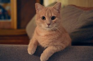 Персиковая кошка