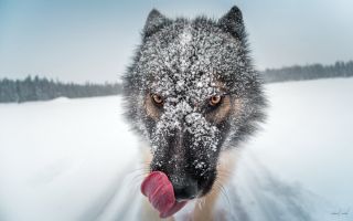 Коварный волк