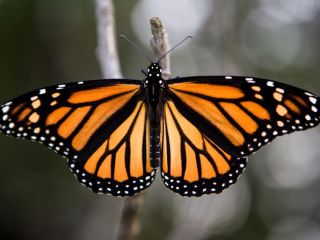 Бабочка данаида