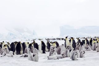 Животный мир антарктиды