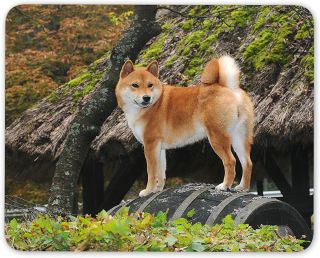 Японская порода собак акита
