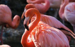 Виды фламинго