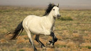 Цыганский конь