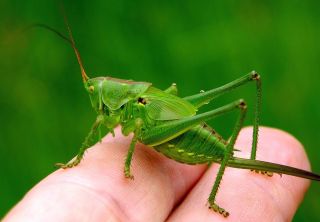 Маленькое зеленое насекомое