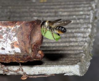 Люцерновая пчела листорез