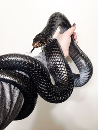 Черная королевская змея