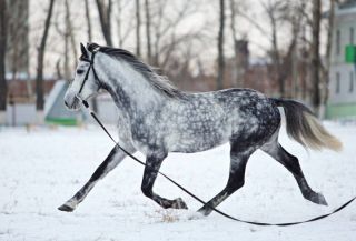 Орловская лошадь