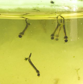 Личинки комаров в воде