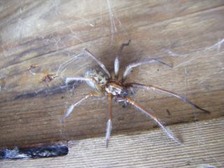 Домовой паук