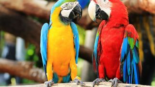 Кольчатые попугаи