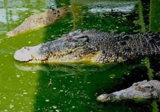 Крокодил в зоопарке