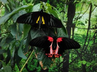 Бабочки амазонки