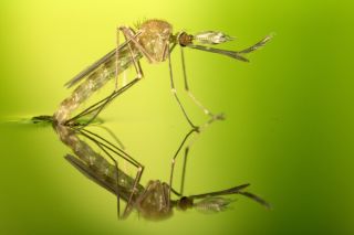 Личинка малярийного комара