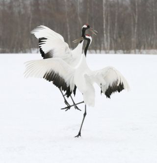 Танцующие птицы