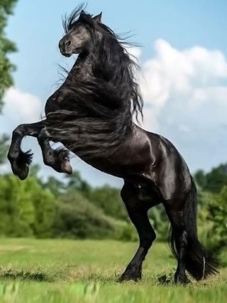 Самый быстрый конь в мире