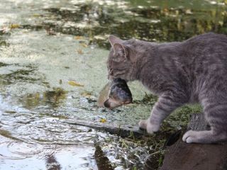 Кот рыболов