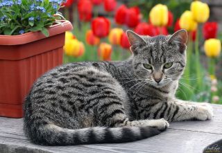 Серый полосатый котенок