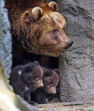 Детеныш медведя