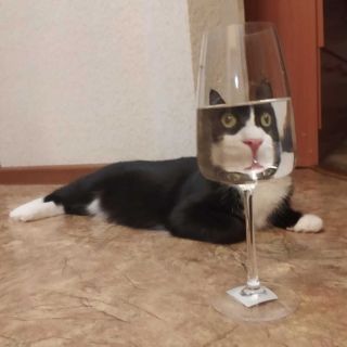 Жидкий кот