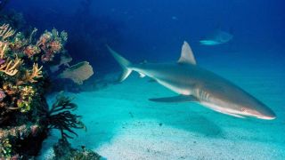 Красное море акулы