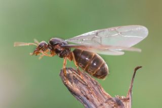 Летучие муравьи