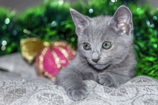 Русская голубая кошка длинношерстная