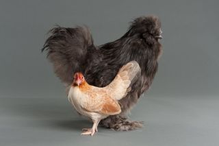 Лакеданзи порода кур
