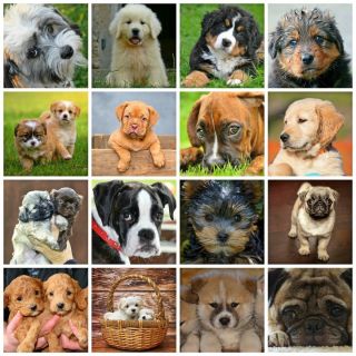 Российские породы собак