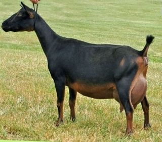 Мурсиана гранадина порода коз