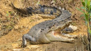 Малагасийский нильский крокодил
