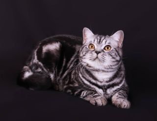 Шотландская кошка прямоухая окрасы