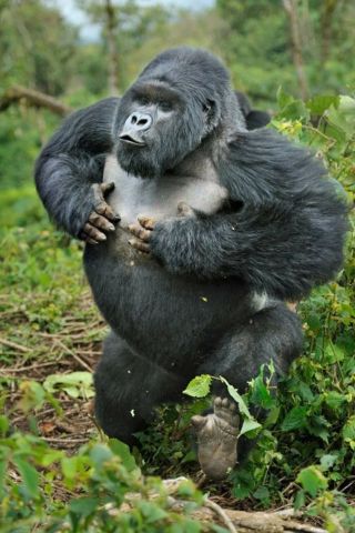 Смешная горилла