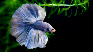 Рыбка петушок голубой