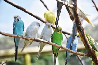 Волнистые попугаи в природе