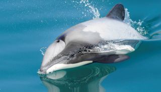 Морской дельфин