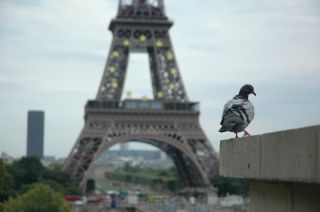 Французский голубь