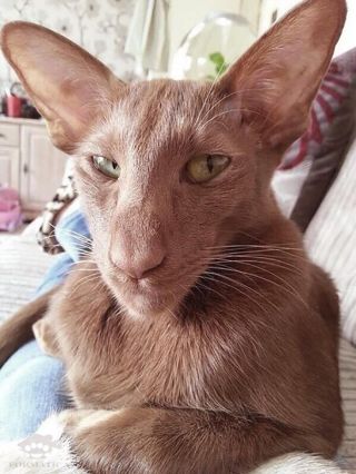 Кот с большими ушами порода ориентал