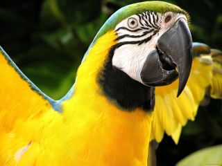 Желто зеленый попугай