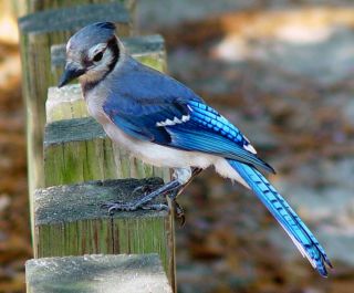 Синяя сойка птица
