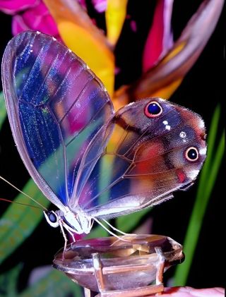 Бабочки мира