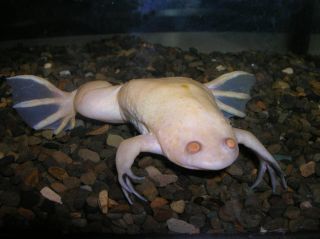 Шпорцевые лягушки аквариумные