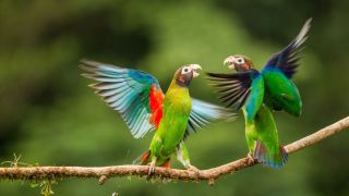 Клинохвостые попугаи