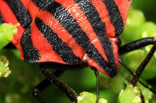 Красный жук с черными полосками